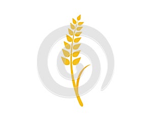 wheat vector icon
