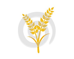 wheat vector icon