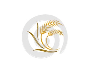 Wheat vector icon