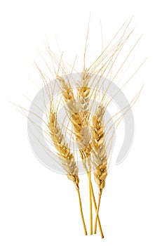 Wheat vertical ears isolated on white background