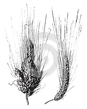 Wheat, vintage engraving