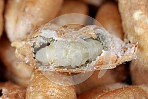 Wheat weevil Sitophilus granarius pupa.