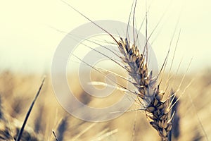 Wheat. Wheat closeup. Toned photo