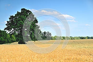 Wheat, wheat ears, wheat field on a sunny day, dirt road at the edge of the field, green big tree, blur as a creative idea of the