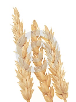 Wheat on white