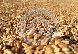 Wheat and wild barley. Tritordeum is a hybrid crop.