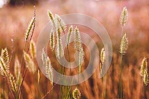 Wheat wild field agriculture nature summer