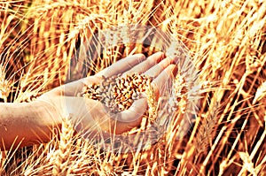Wheat in woman's hand