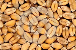 Wheat - a yellowish brown grain