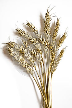 Wheat2