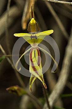 Wheatbelt Wildflowers Jack in a Box Orchid