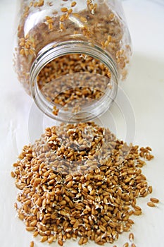 Wheatberries sprouted in a jar vertical