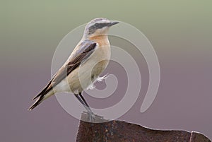 Wheatear