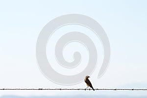 Wheatear upon barbed wire, Extremadura, Spain