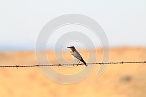 Wheatear upon barbed wire in the Spanish Extremadura
