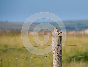 Wheatear bird, on post. Devon, UK. Oenanthe oenanthe.