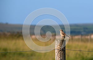 Wheatear bird, on post. Devon, UK. Oenanthe oenanthe.