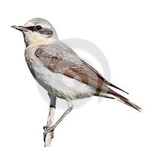 Wheatear (Oenanthe oenanthe)