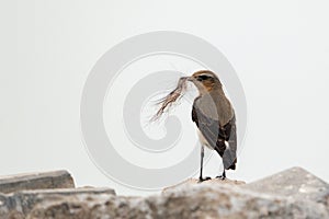 Wheatear or Oenanthe oenanthe sitting on a stone