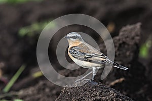 Wheatear