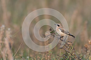 Wheatear or Oenanthe oenanthe sitting on a branch