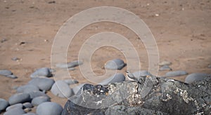 Wheatear on rock, Northam Burrows, Devon, UK.