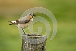 Wheatears