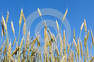 Wheatears on the background of the blue sky