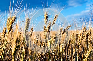 Wheatears in the wheatfield