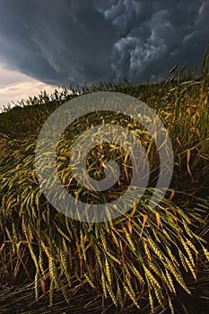 Wheaten field