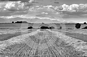 Wheaten Field