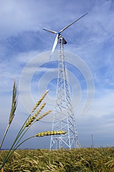 Wheaten field with a windmill