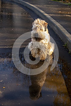 Wheaten soft coated wheaten Terrier is sitting on the pavement near puddles reflected in it