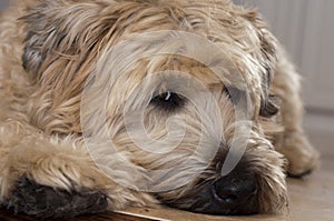 Wheaten Terrier Portrait