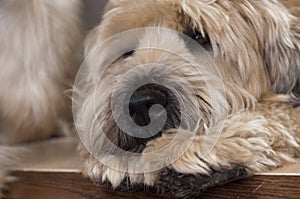 Wheaten Terrier Portrait photo