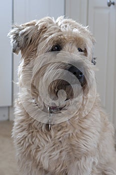 Wheaten Terrier Portrait