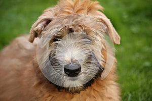 Wheaten Terrier Portrait photo