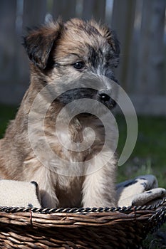Wheaten Terrier Puppy photo