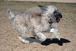 Wheaten Terrier running at the park