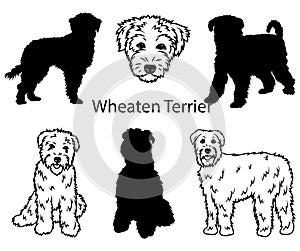 Wheaten terrier set. Collection of pedigree dogs. Black white illustration of a wheaten terrier dog. Vector drawing of a