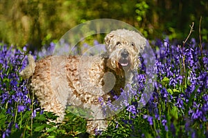 Wheaten in the Woods