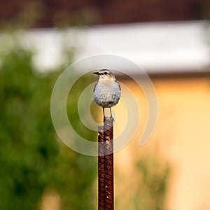 A Wheater on the iron bar