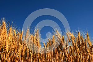 Wheatfield