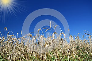 Wheatfield