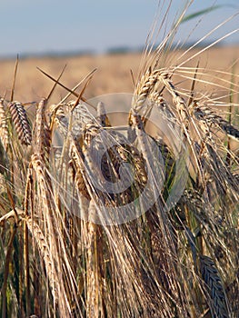 Wheatfield close-up