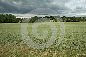 Wheatfield in France