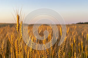 Wheatfield of gold color in evening sunset