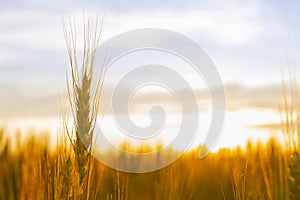 Wheatfield of gold color in sunset.Golden sunset over wheat field