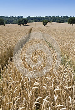 A wheatfield ready for harvest