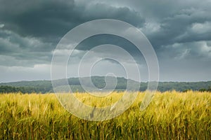 Wheatfield with stormy sky